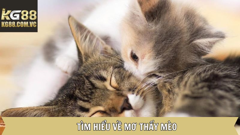 Giải mã về giấc mơ thấy mèo